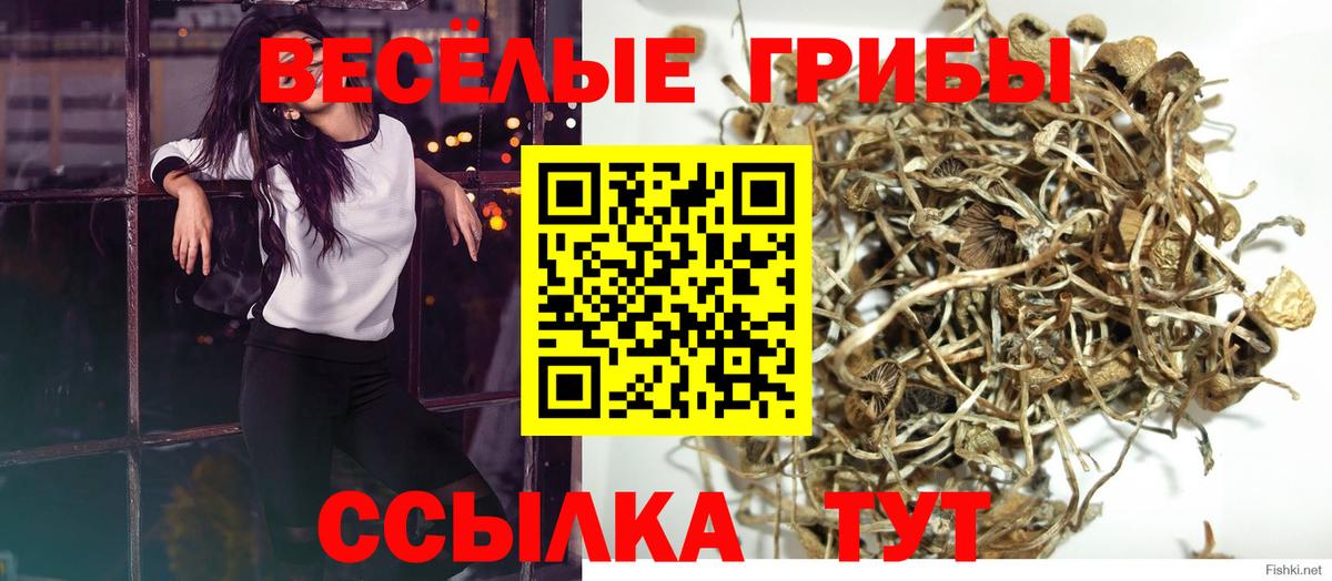 Псилоцибиновые грибы GOLDEN TEACHER  Вход с VPN  Галлюциногенные грибы MAGIC MUSHROOMS  Вологда 